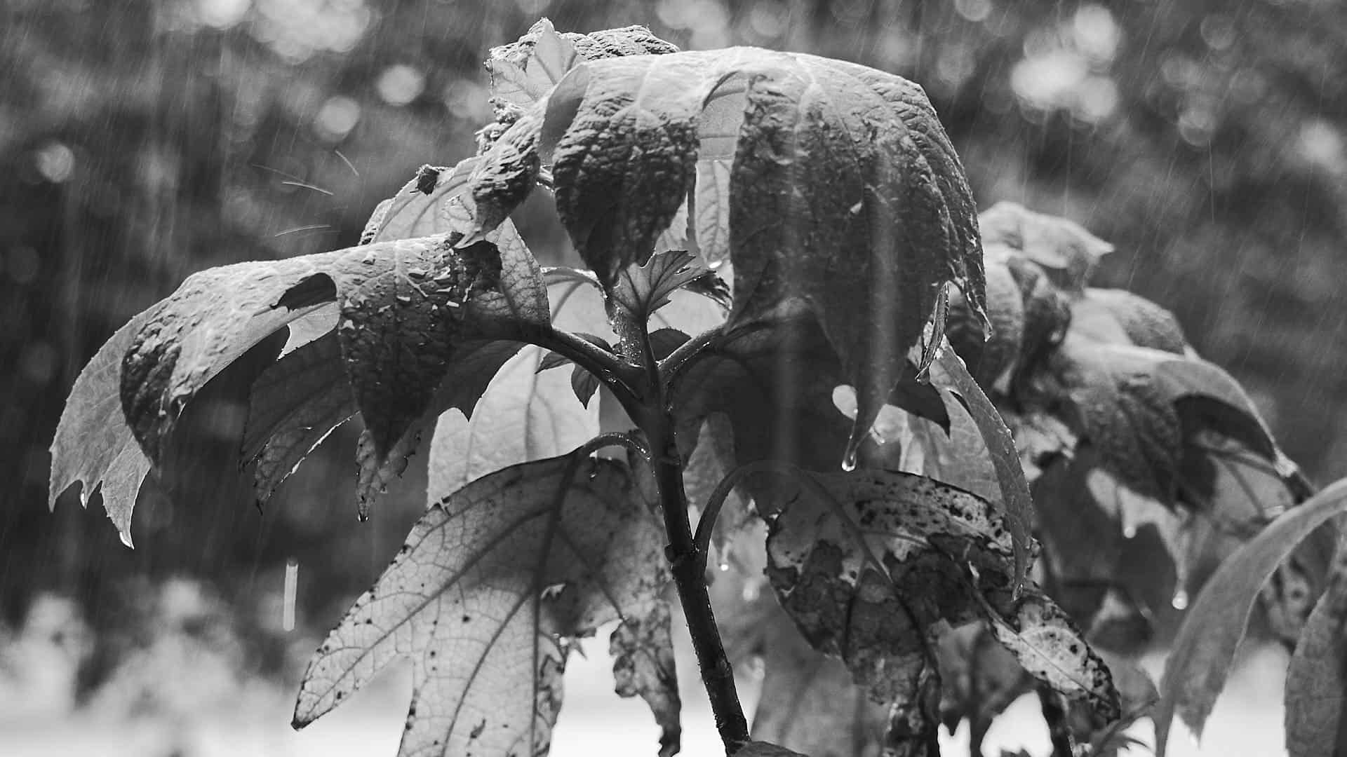 Image of rain splash on an Oak Leaf Hydrangea leaf
